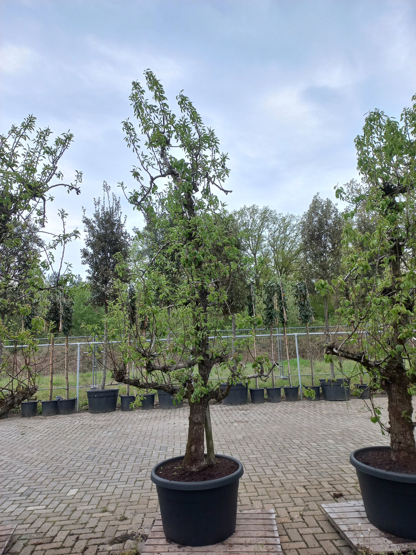 Oude peer fruitboom Doyenne du Comice
