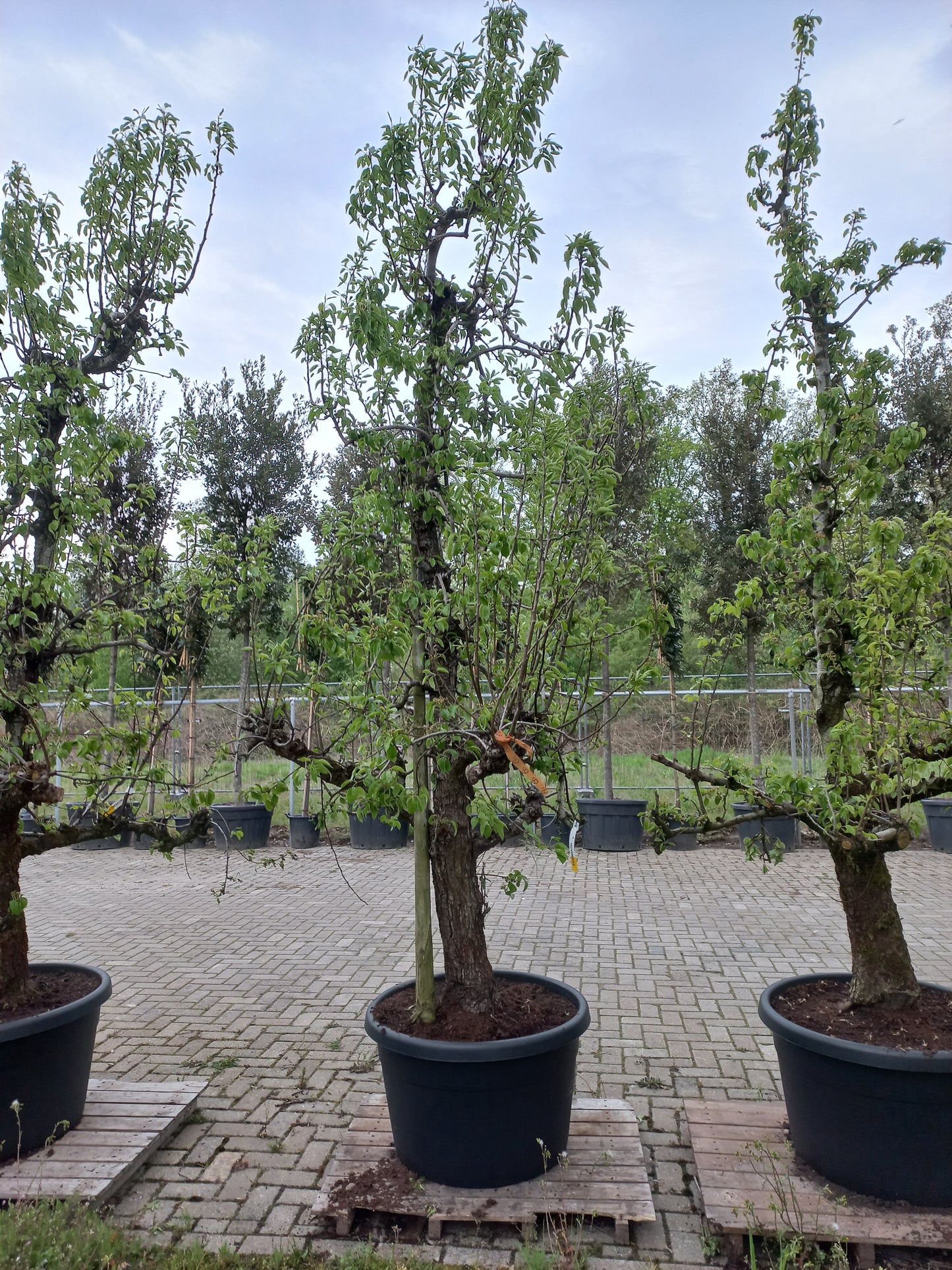 Oude peer fruitboom Doyenne du Comice