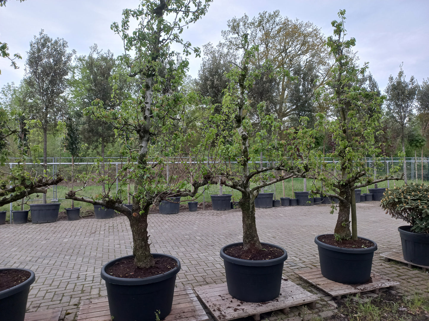 Oude peer fruitboom conference
