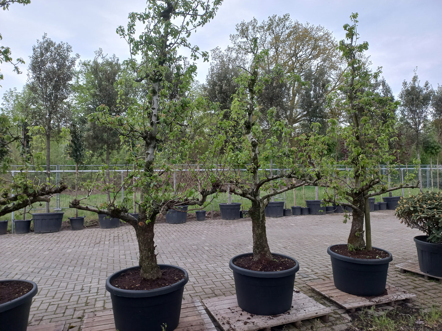 Oude peer fruitboom Doyenne du Comice