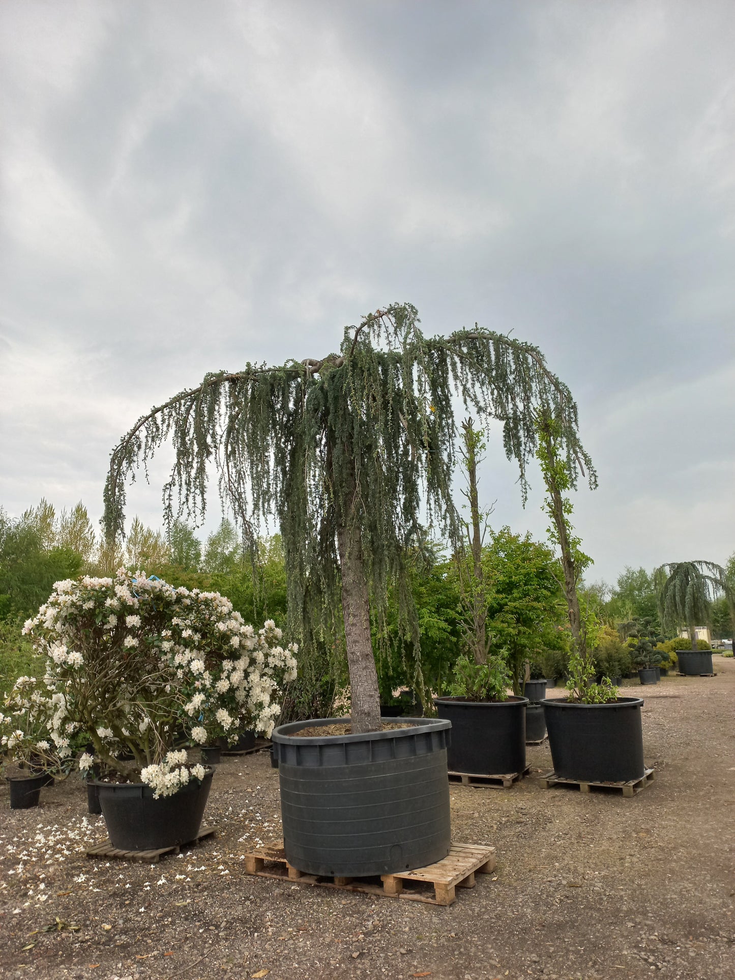 Cedrus Atlantica glauca Pendula 40 jaar oud treurceder