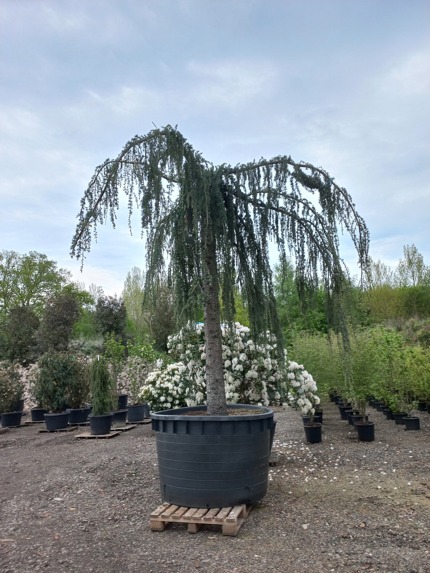 Cedrus Atlantica glauca Pendula 40 jaar oud treurceder