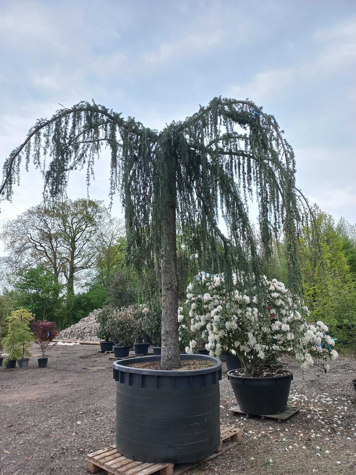 Cedrus Atlantica glauca Pendula 40 jaar oud treurceder