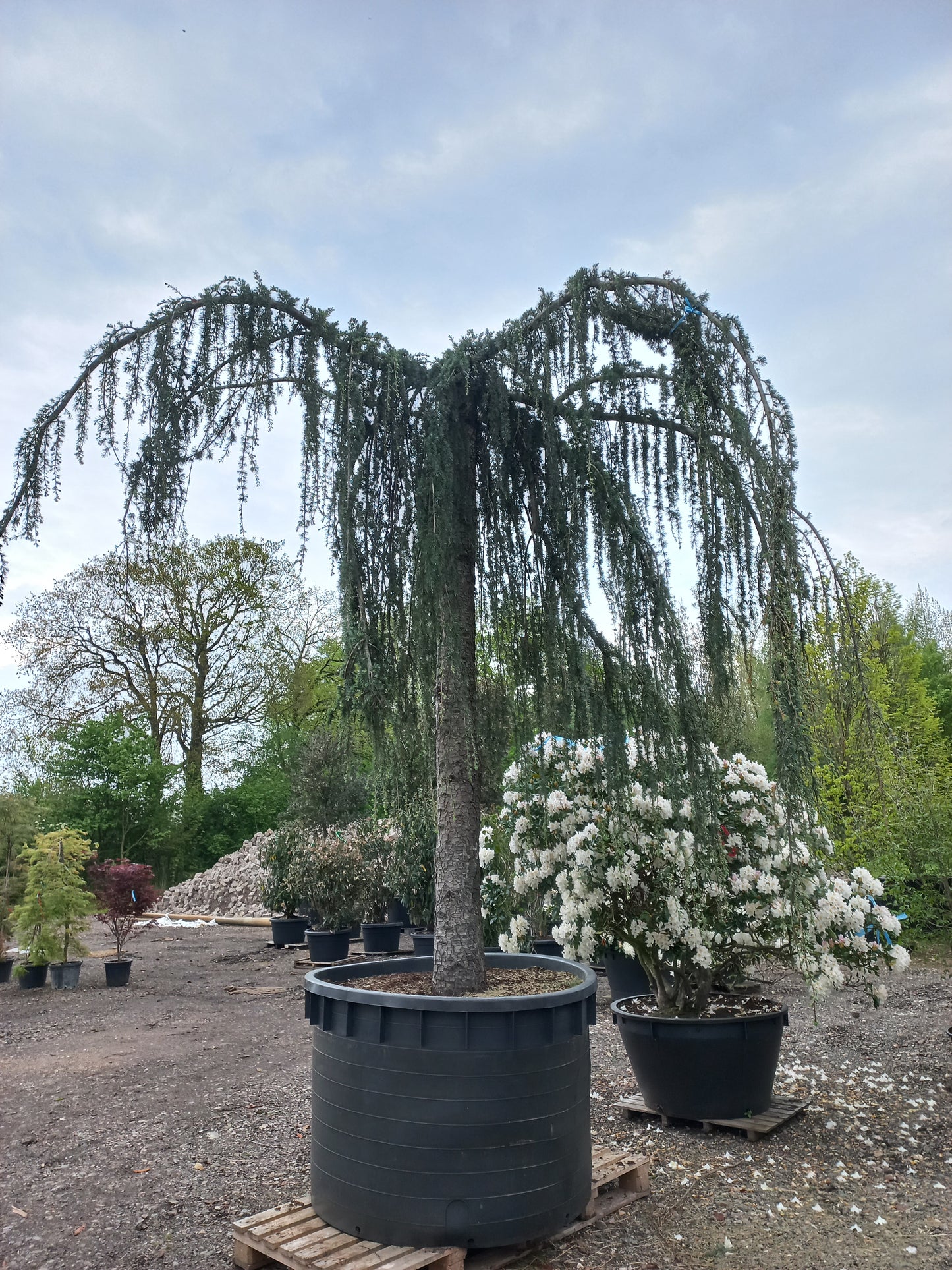 Cedrus Atlantica glauca Pendula 40 jaar oud treurceder