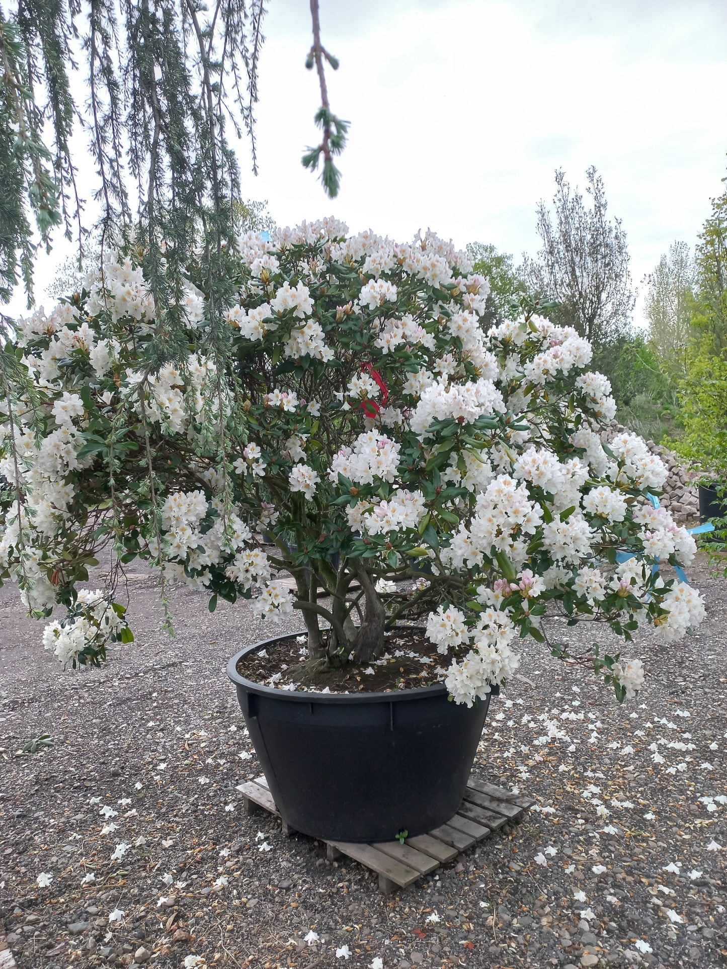 Rhododendron Cunningham ' s White
