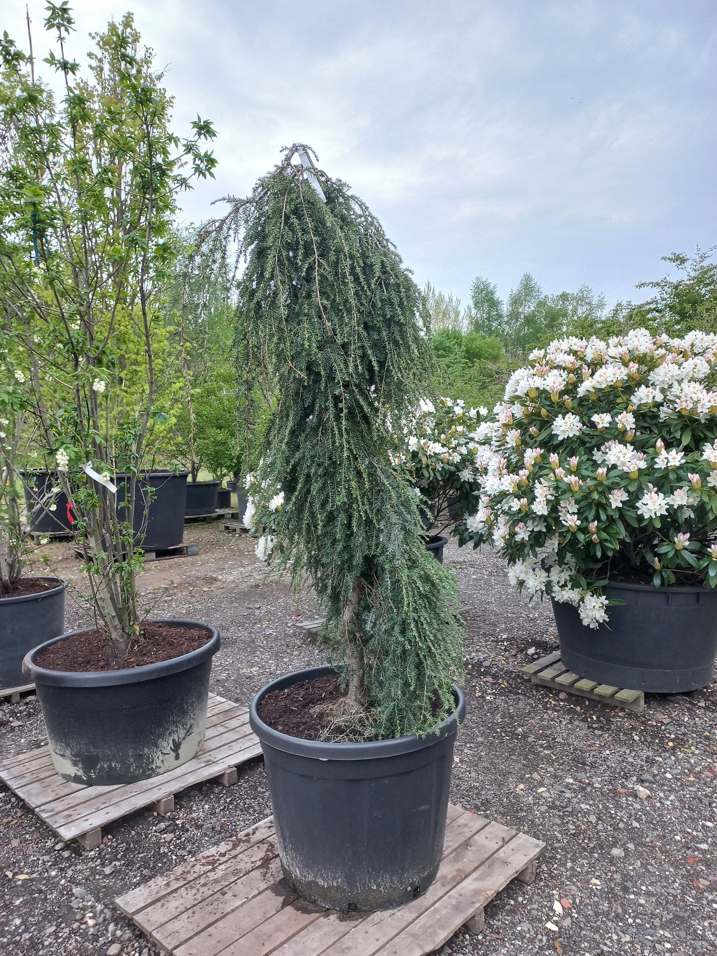 Tsuga canadensis Pendula hemlockspar