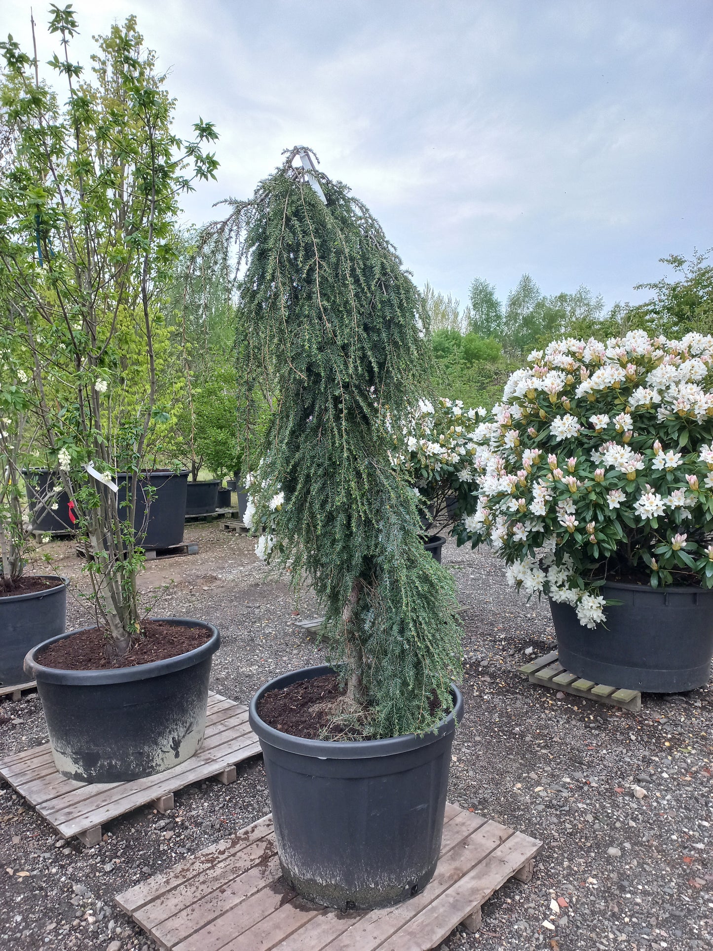Tsuga canadensis Pendula hemlockspar