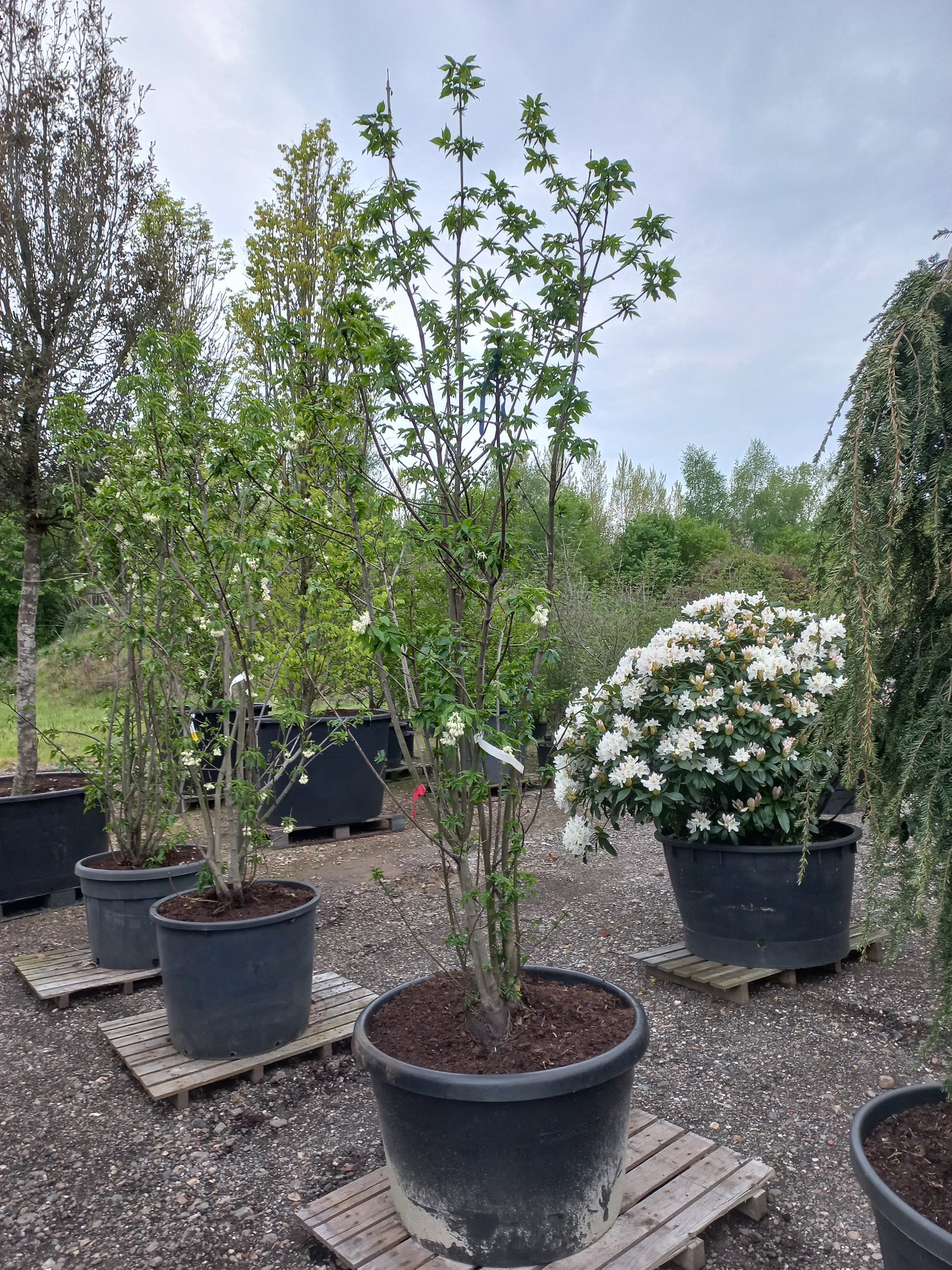 Staphylea colchica kaukasiche pimpernoot