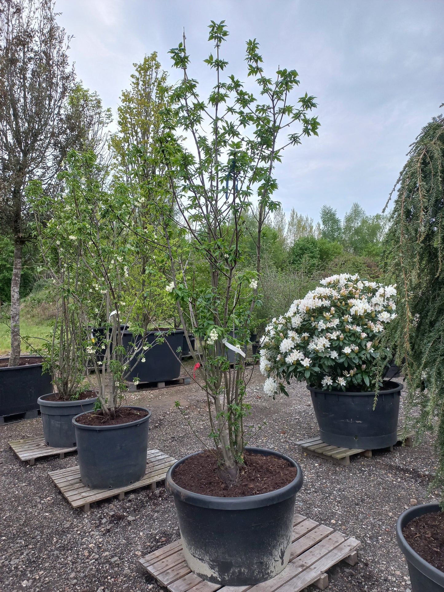 Staphylea colchica kaukasiche pimpernoot