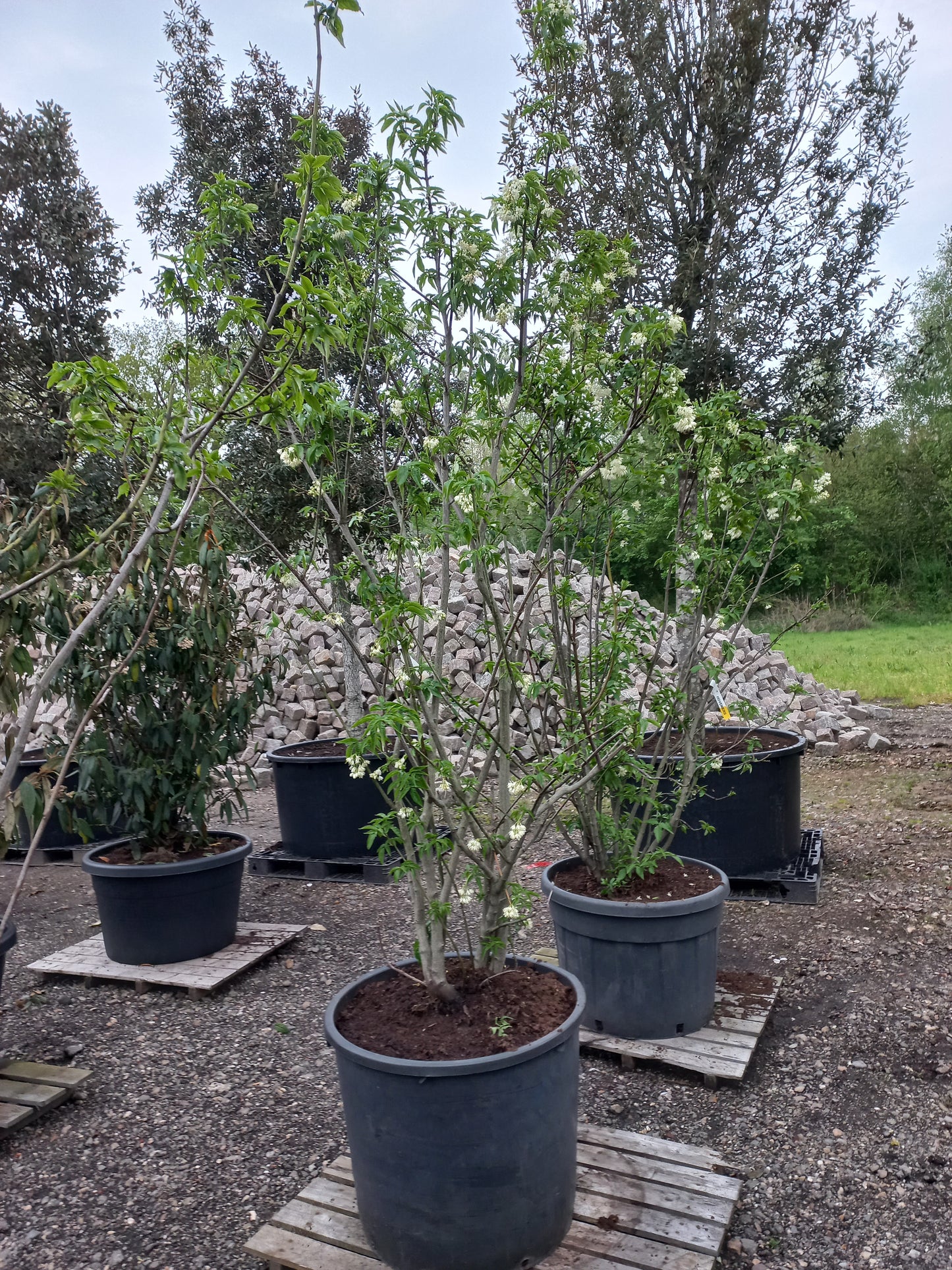 Staphylea colchica kaukasiche pimpernoot