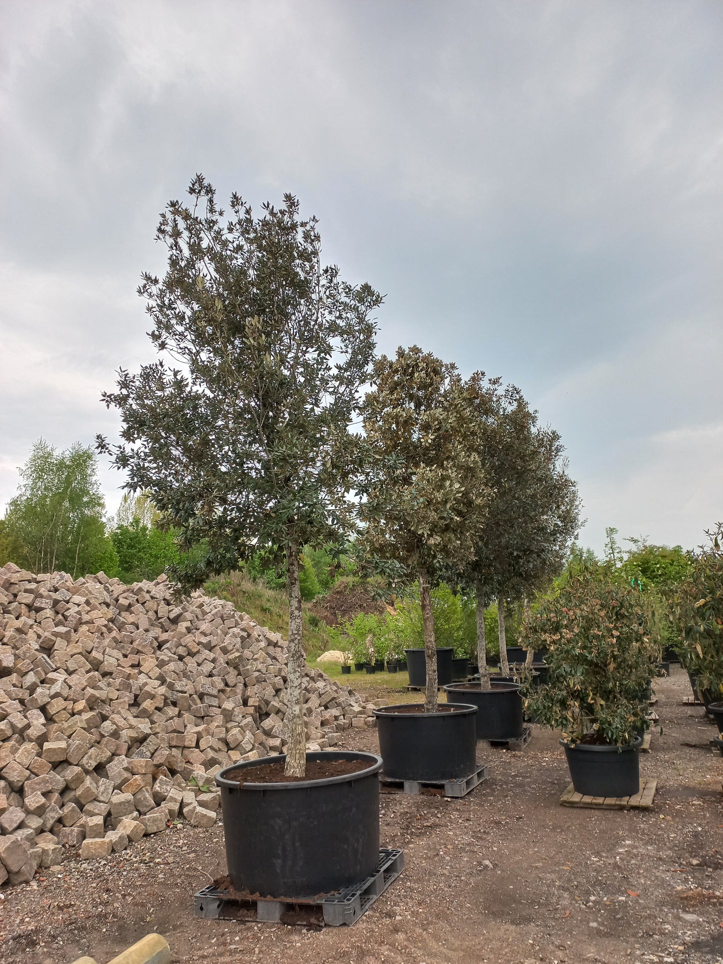 Quercus Ilex hoogstam groenblijvende steeneik