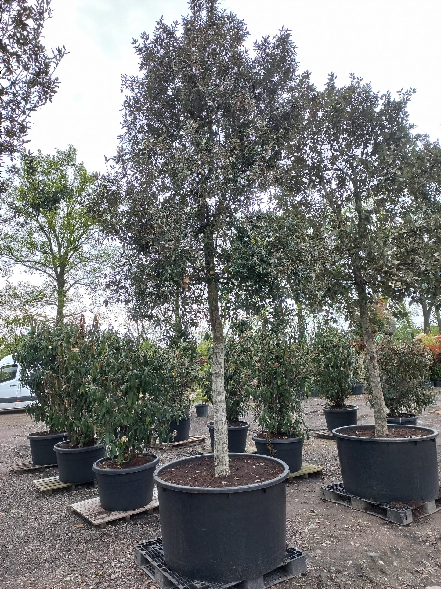 Quercus Ilex hoogstam groenblijvende steeneik