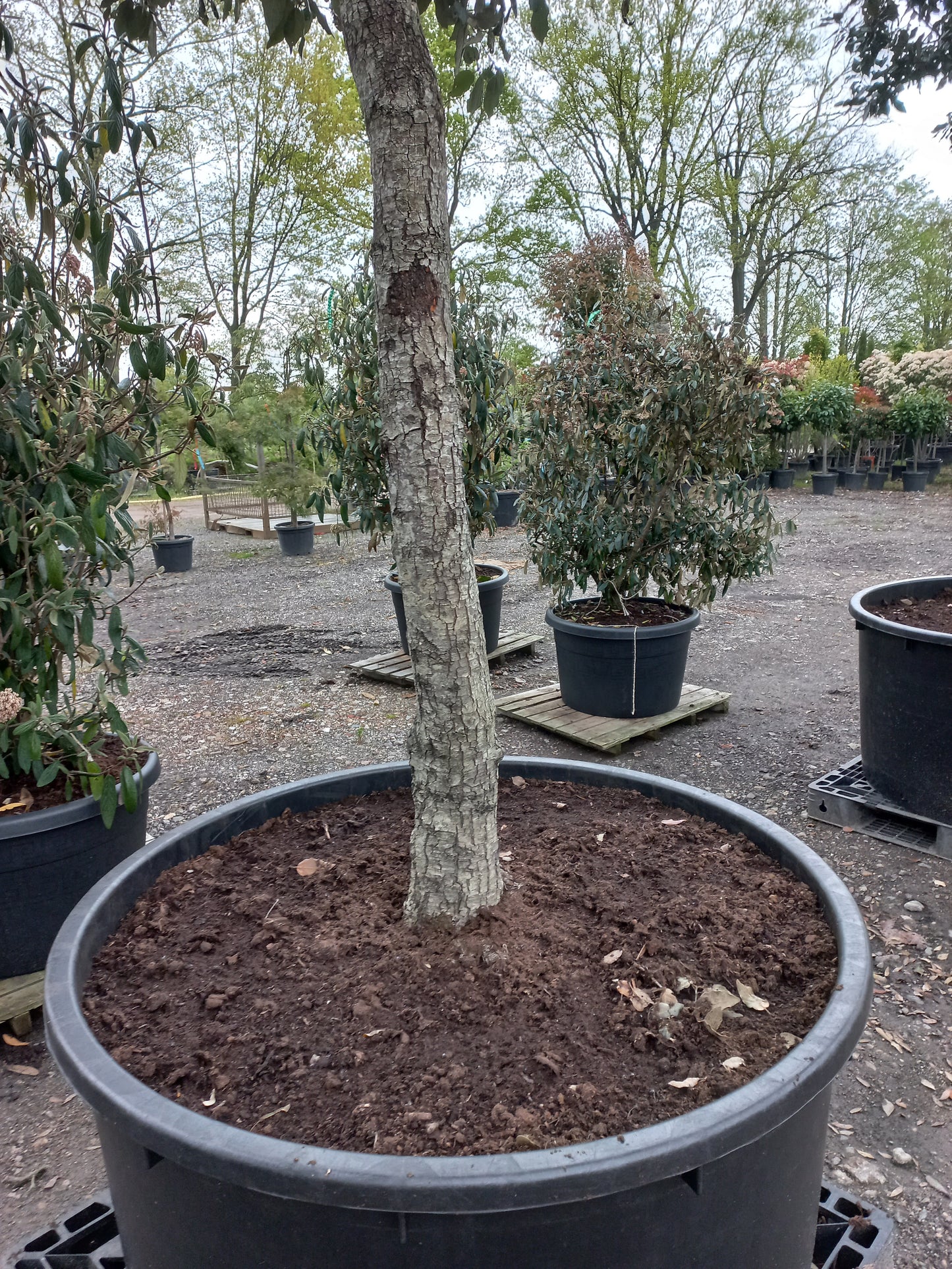 Quercus Ilex hoogstam groenblijvende steeneik