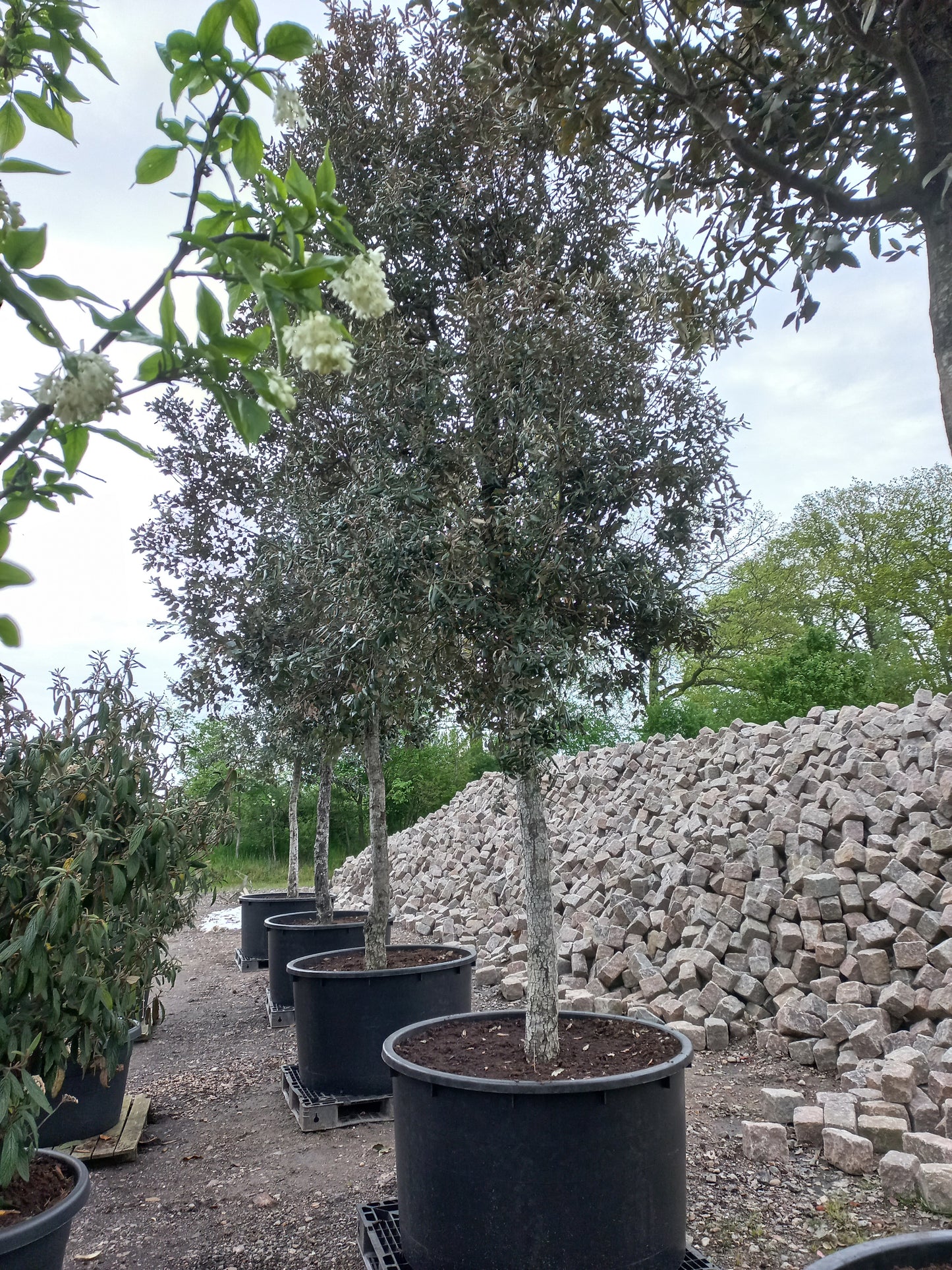 Quercus Ilex hoogstam groenblijvende steeneik