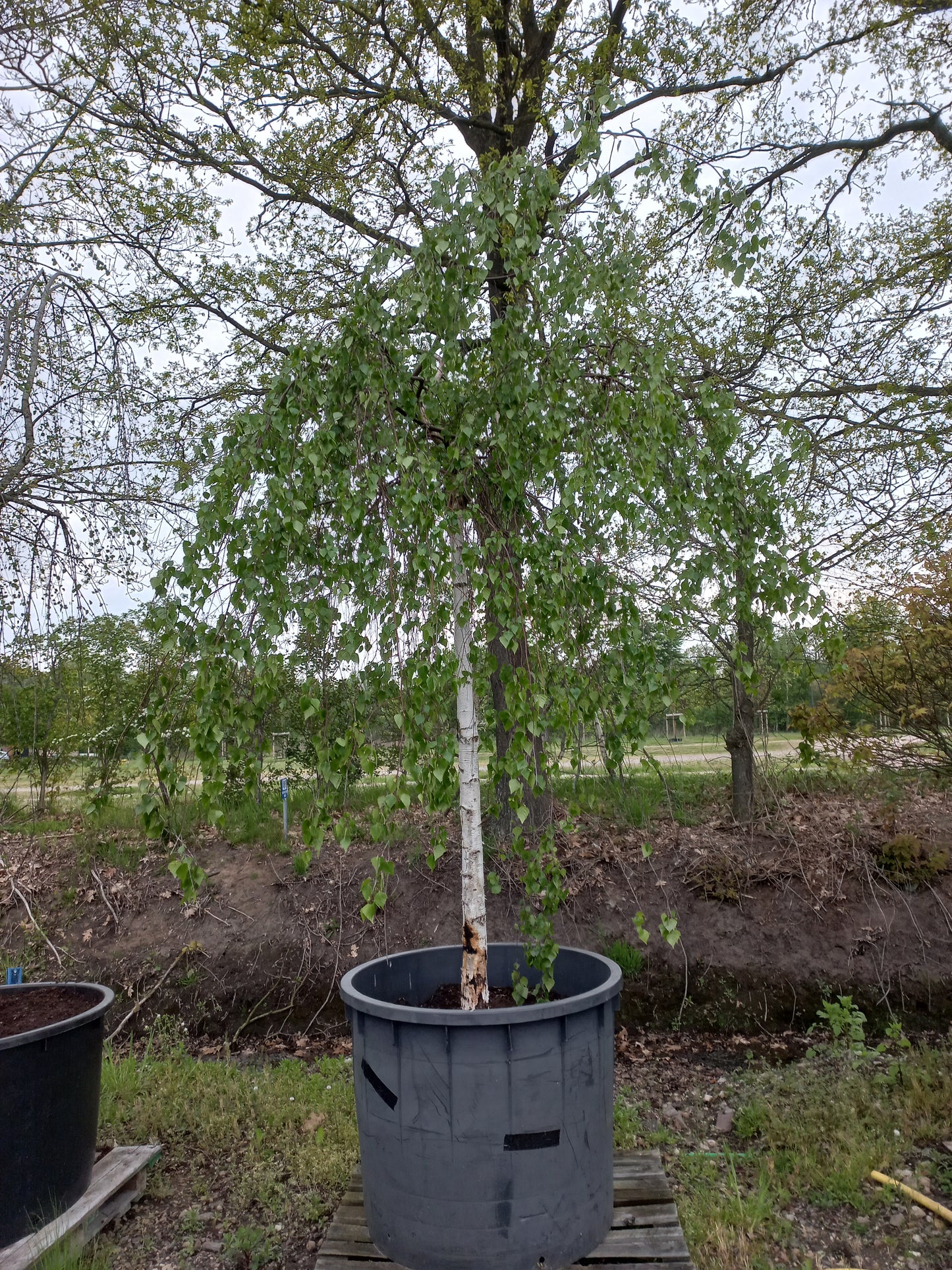 Betula pendula Youngii treurberk