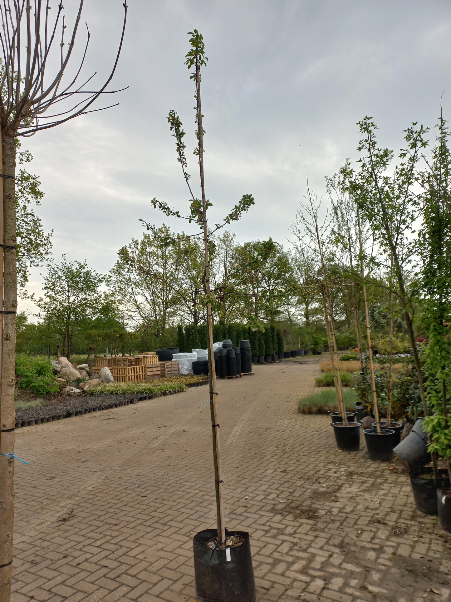 Malus Red Sentinel sierappel