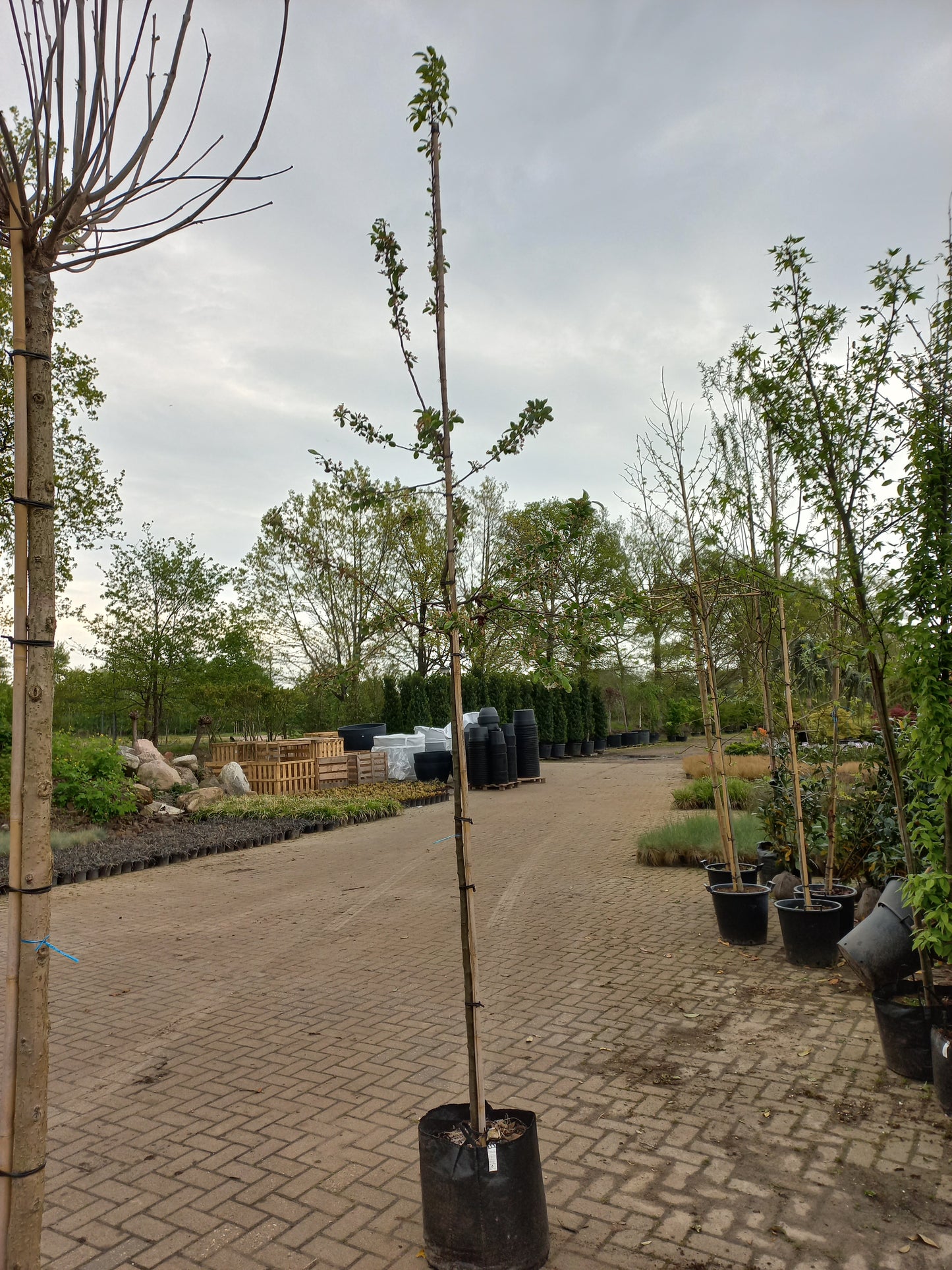 Malus Red Sentinel sierappel
