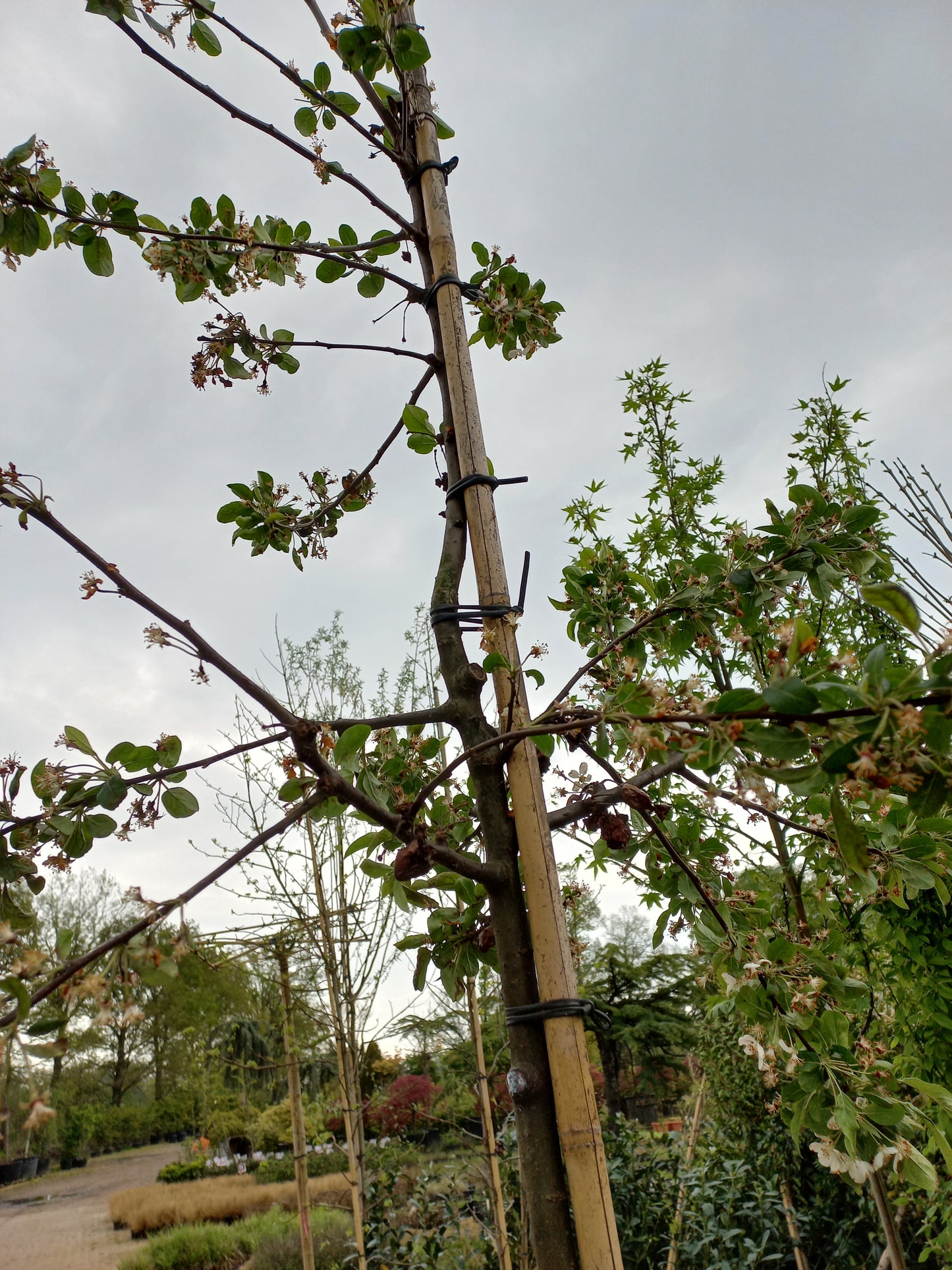 Malus Red Sentinel sierappel