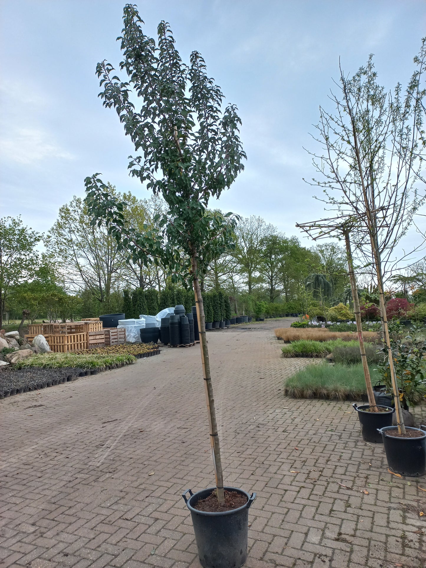 Prunus lusicanica portugese laurier hoogstam