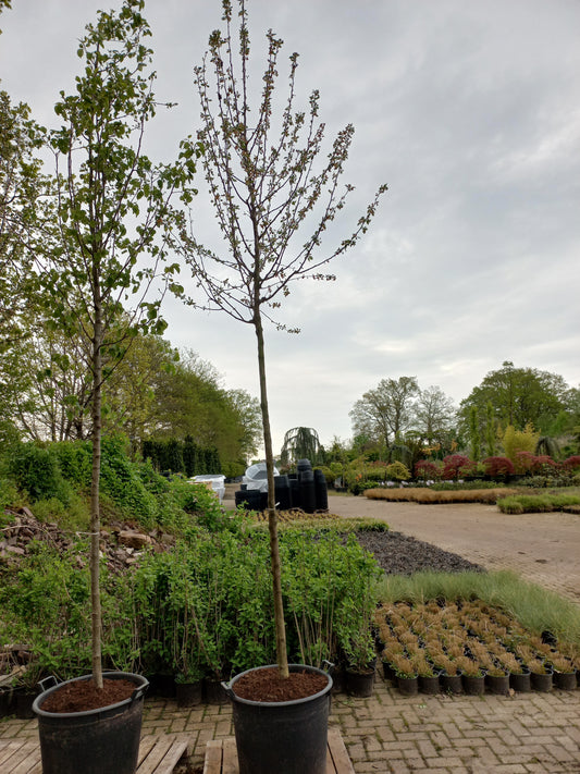 Malus Evereste Sierappel
