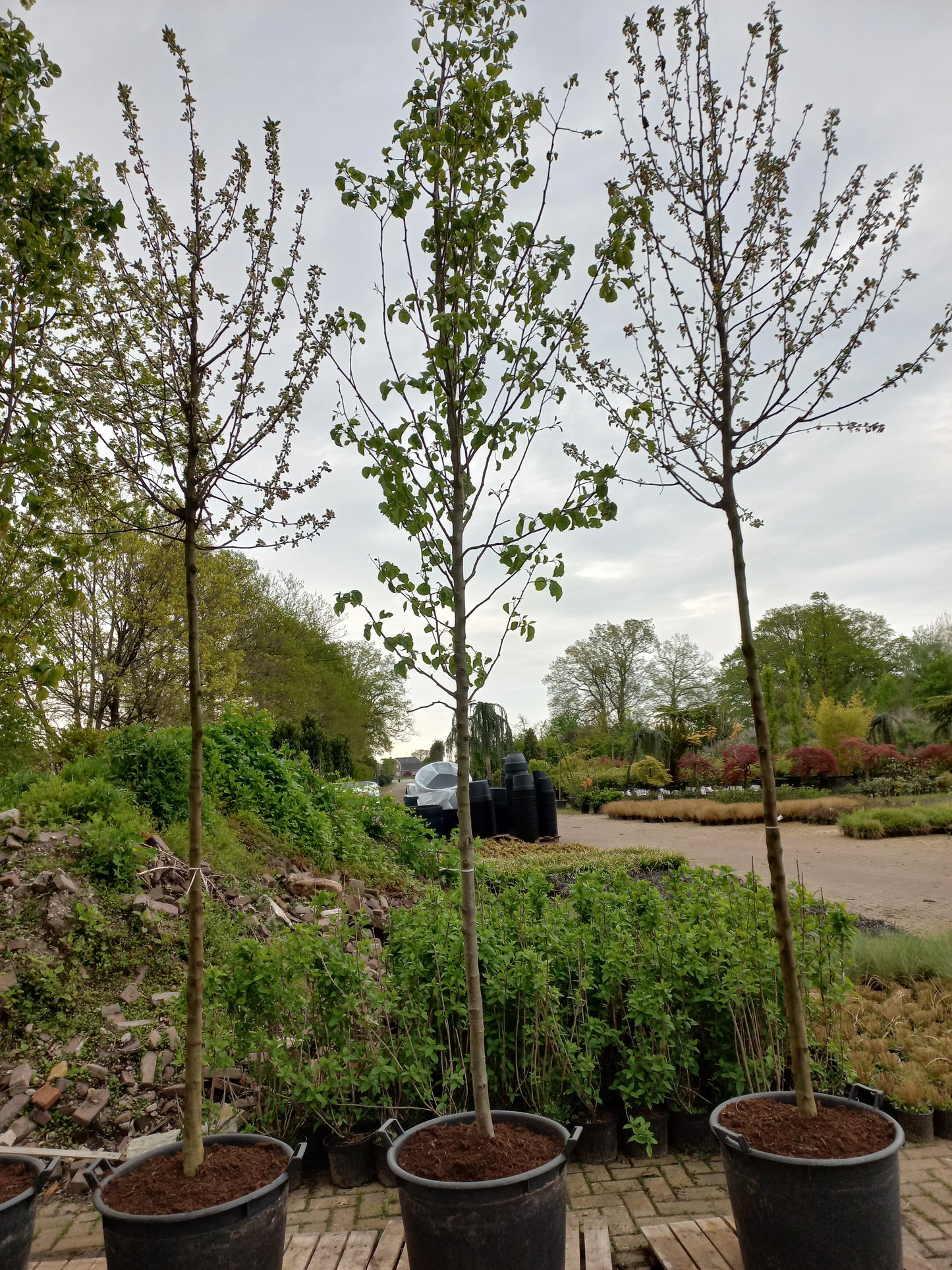 Pyrus calleryana Chanticleer sierpeer