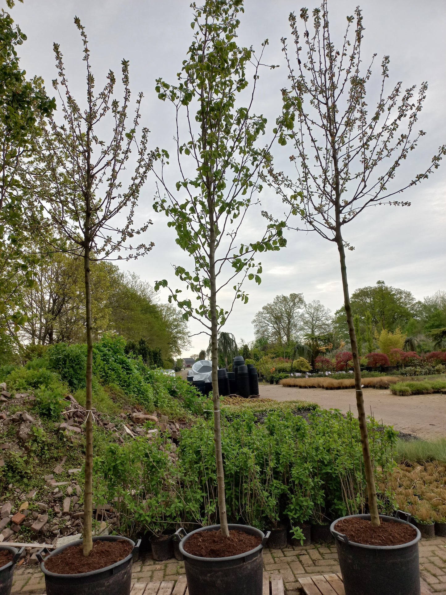 Pyrus calleryana Chanticleer sierpeer