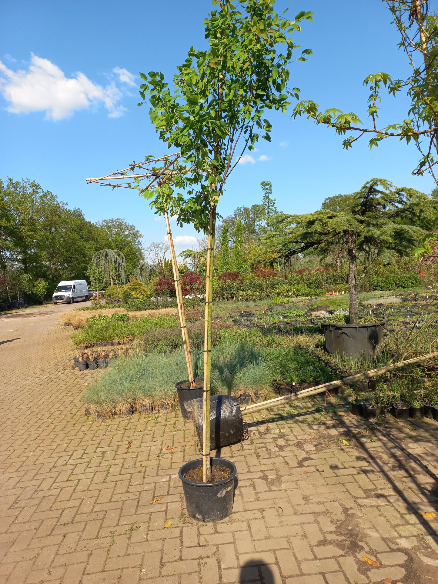 Amenlanchier arborea Robin Hill krentenboom