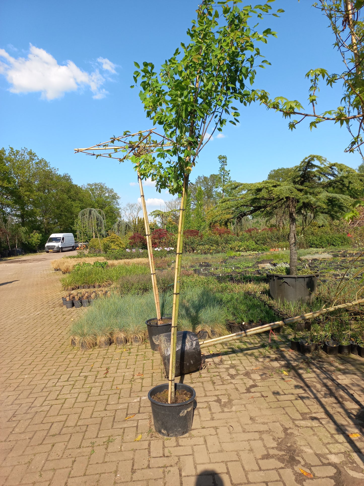 Amenlanchier arborea Robin Hill krentenboom