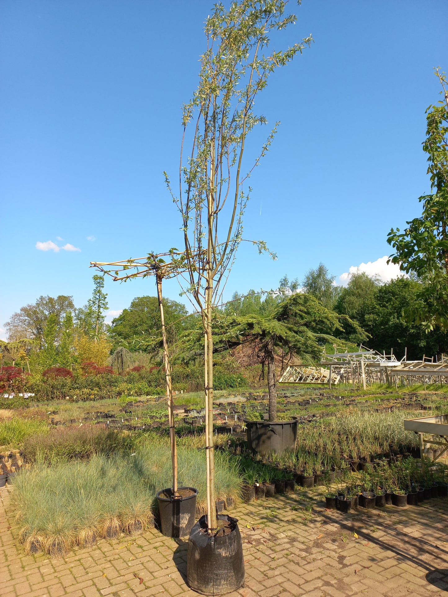 Salix alba wilg
