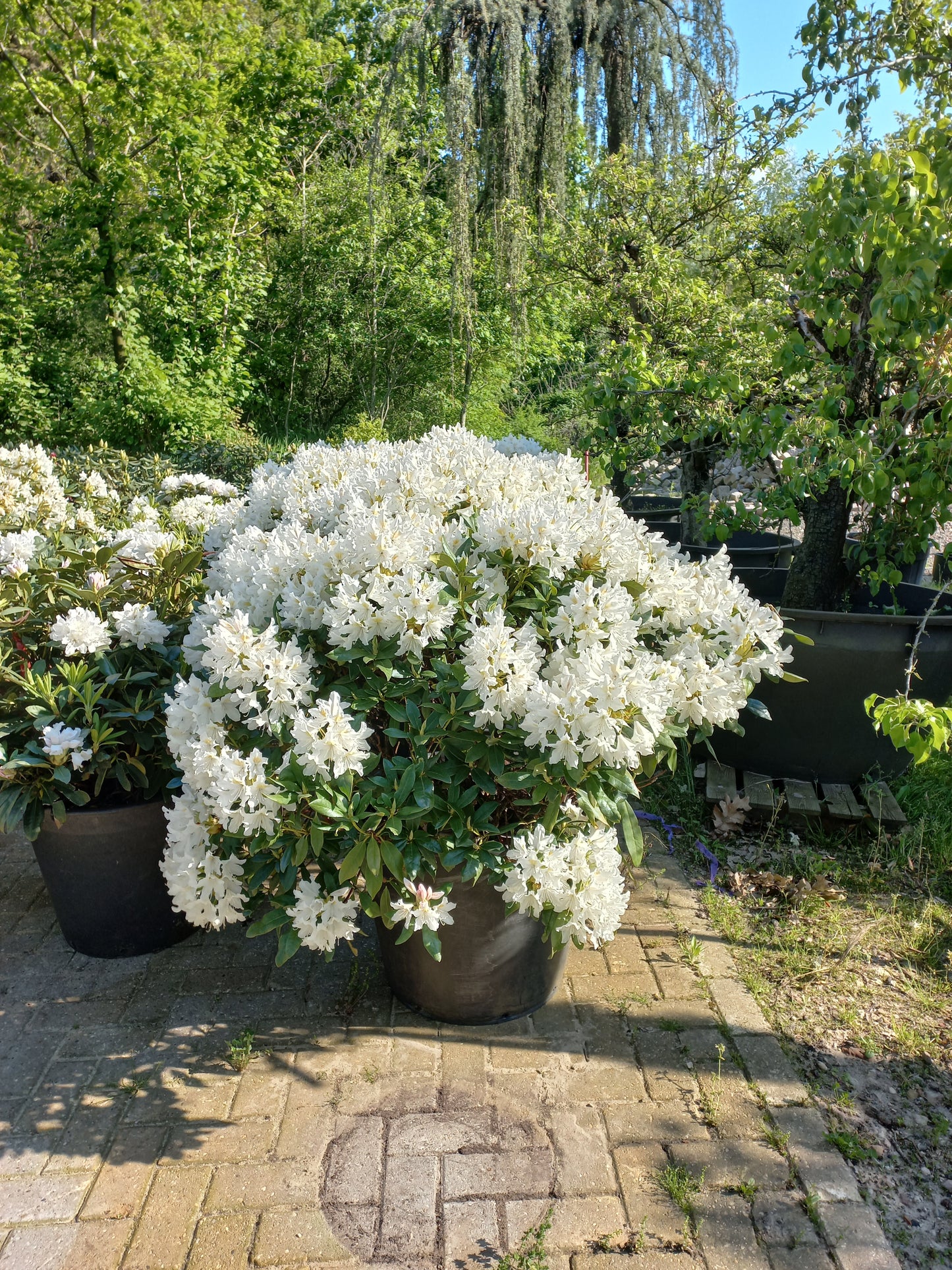 Rhododendron Hybr. Cunninghams White 90-100cm