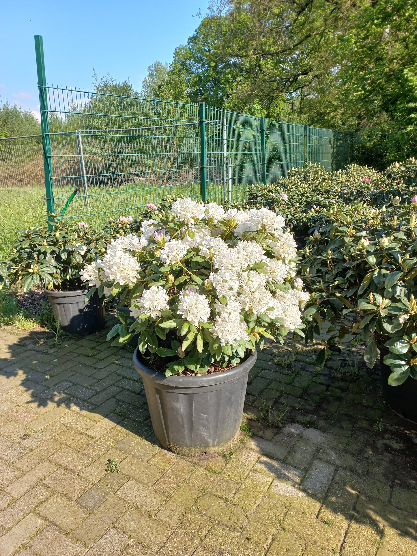 Rhododendron Hybr. Cunninghams White