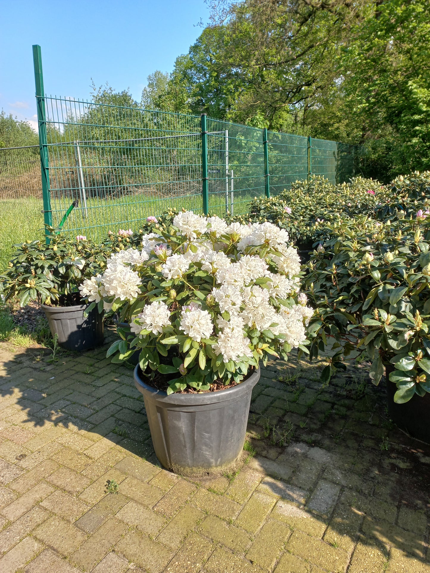 Rhododendron Hybr. Cunninghams White