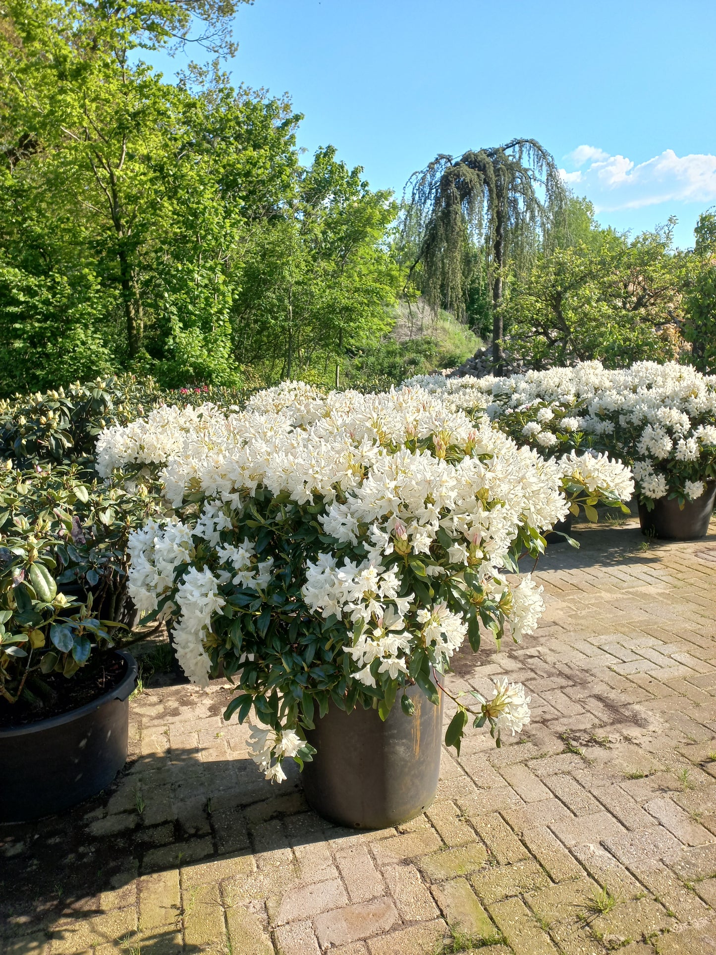 Rhododendron Hybr. Cunninghams White