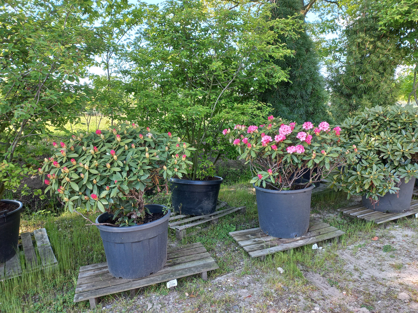 Rhododendron yak. Excelsior