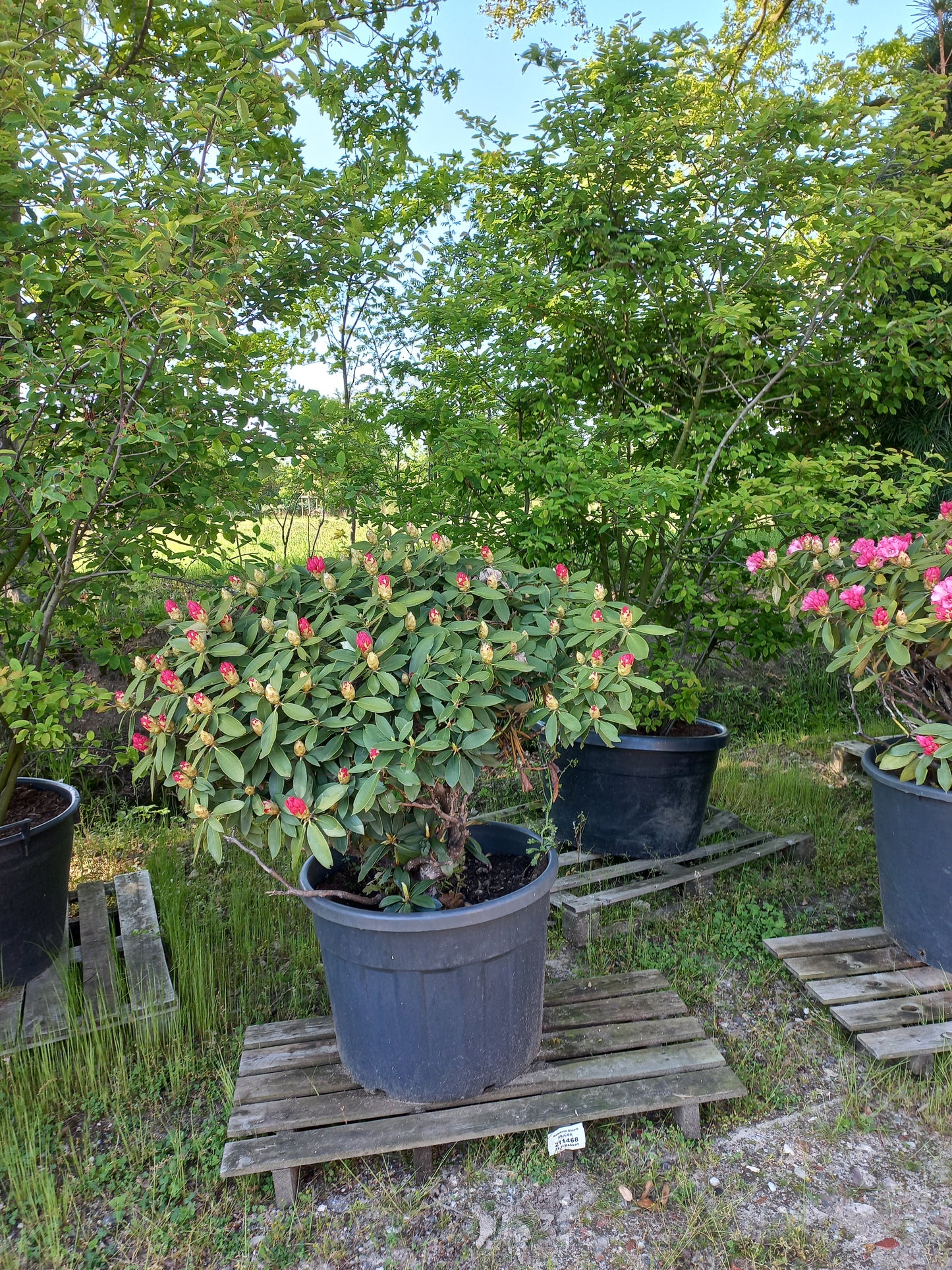 Rhododendron yak. Excelsior