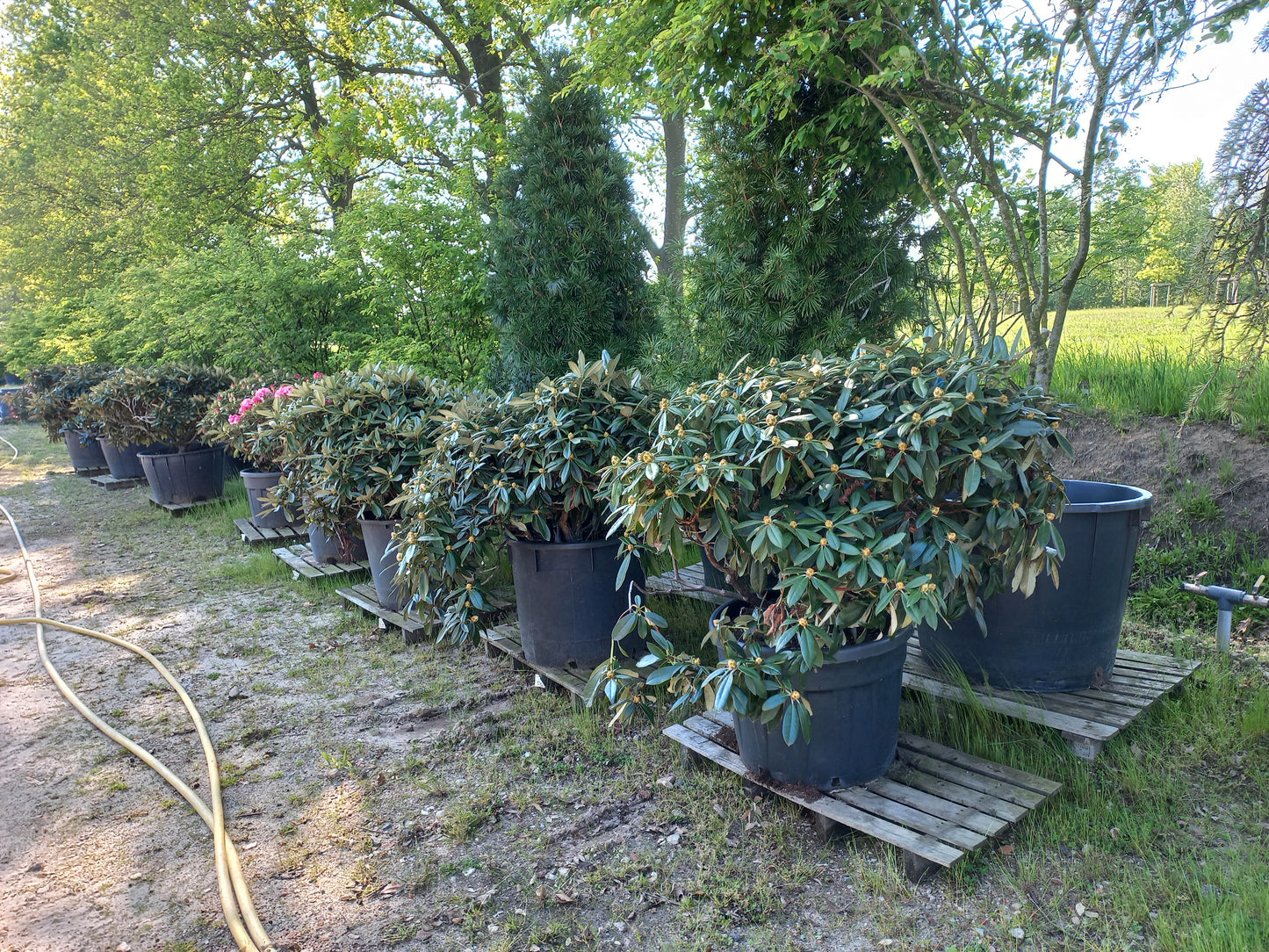 Rhododendron yak. Arabella