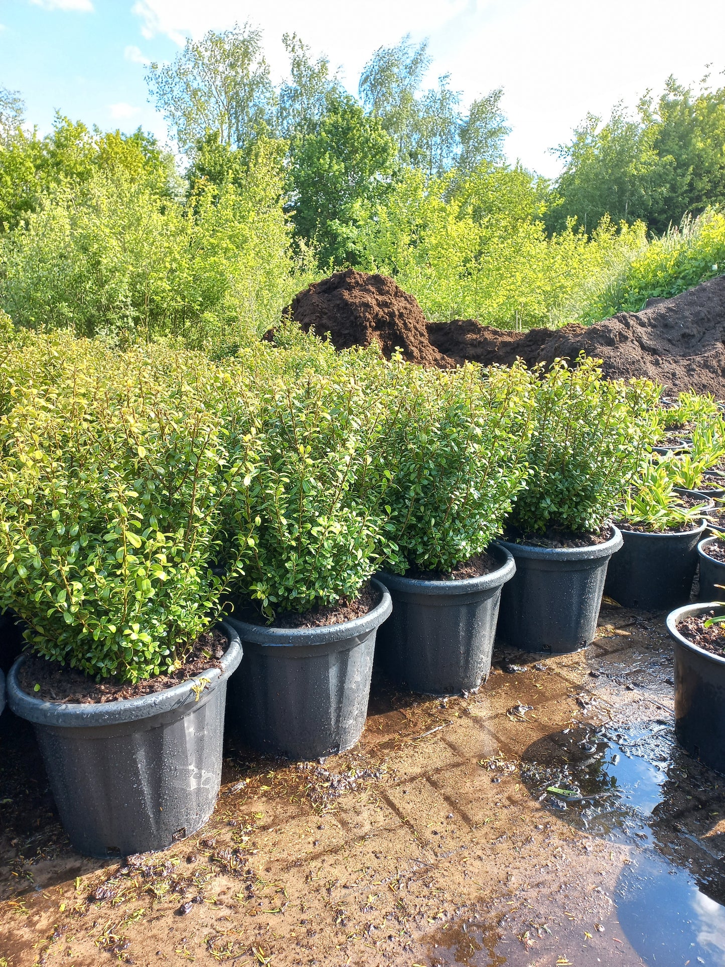 Ilex Crenata buxusvervanger