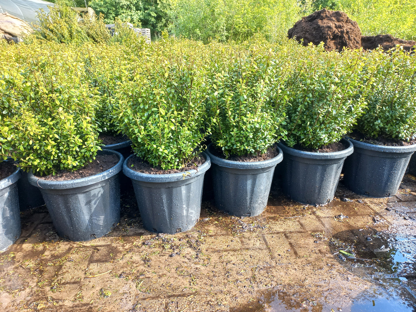 Ilex Crenata buxusvervanger