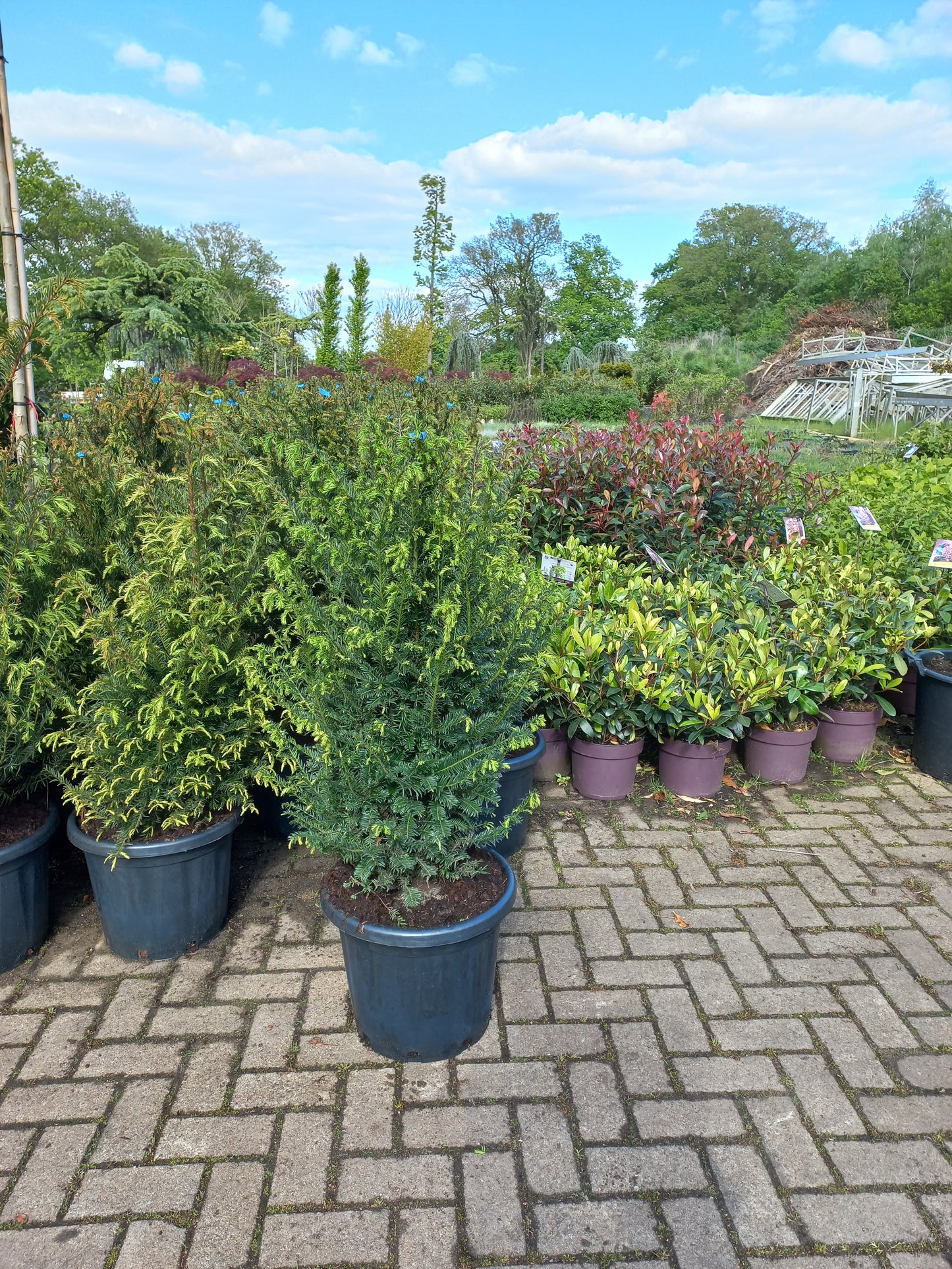 Taxus baccata haagplant