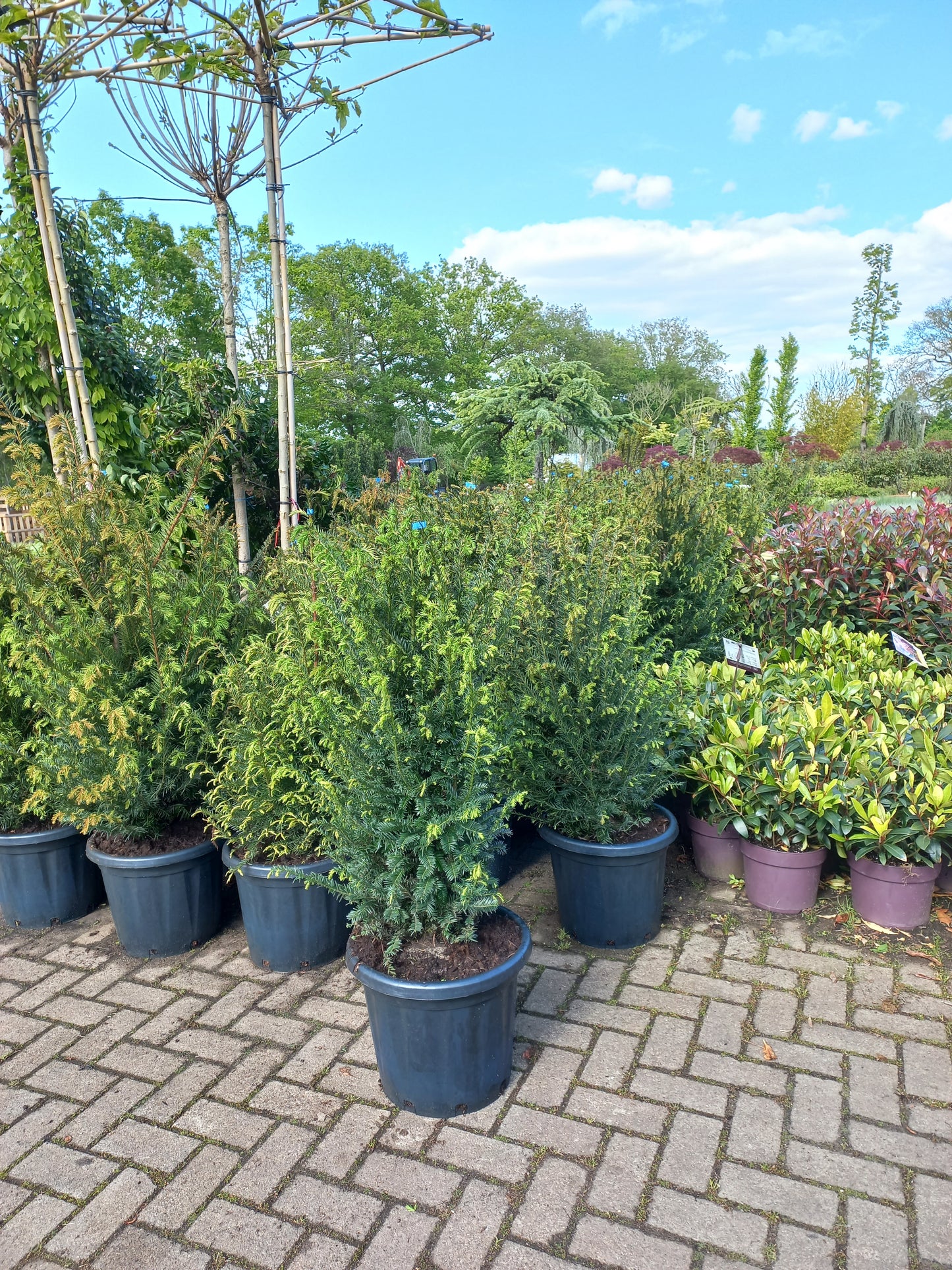 Taxus baccata haagplant