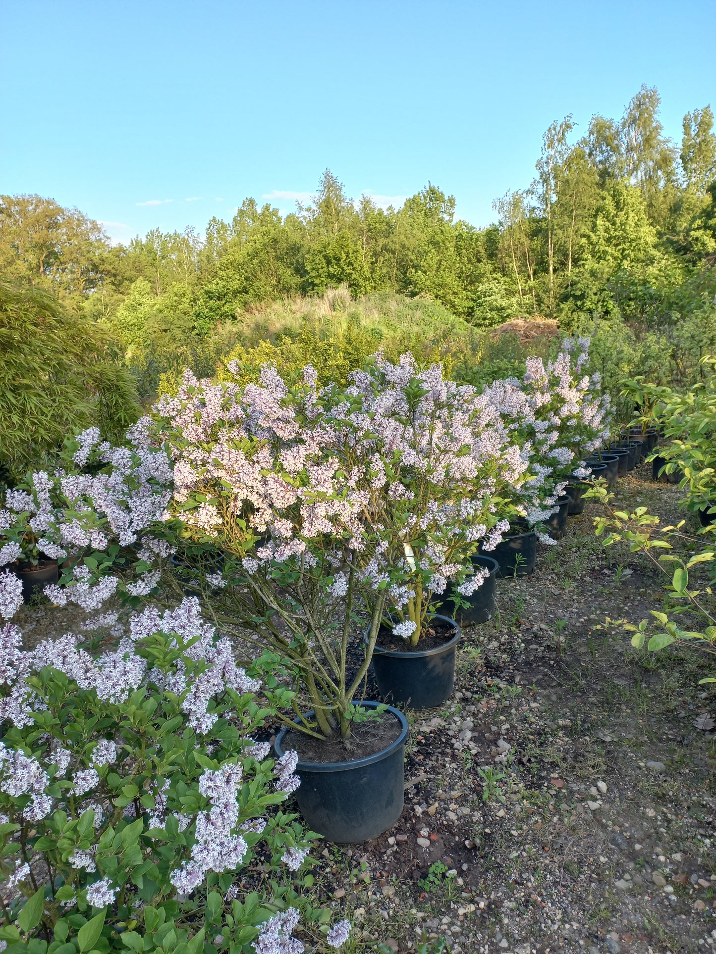 Sering Syringa