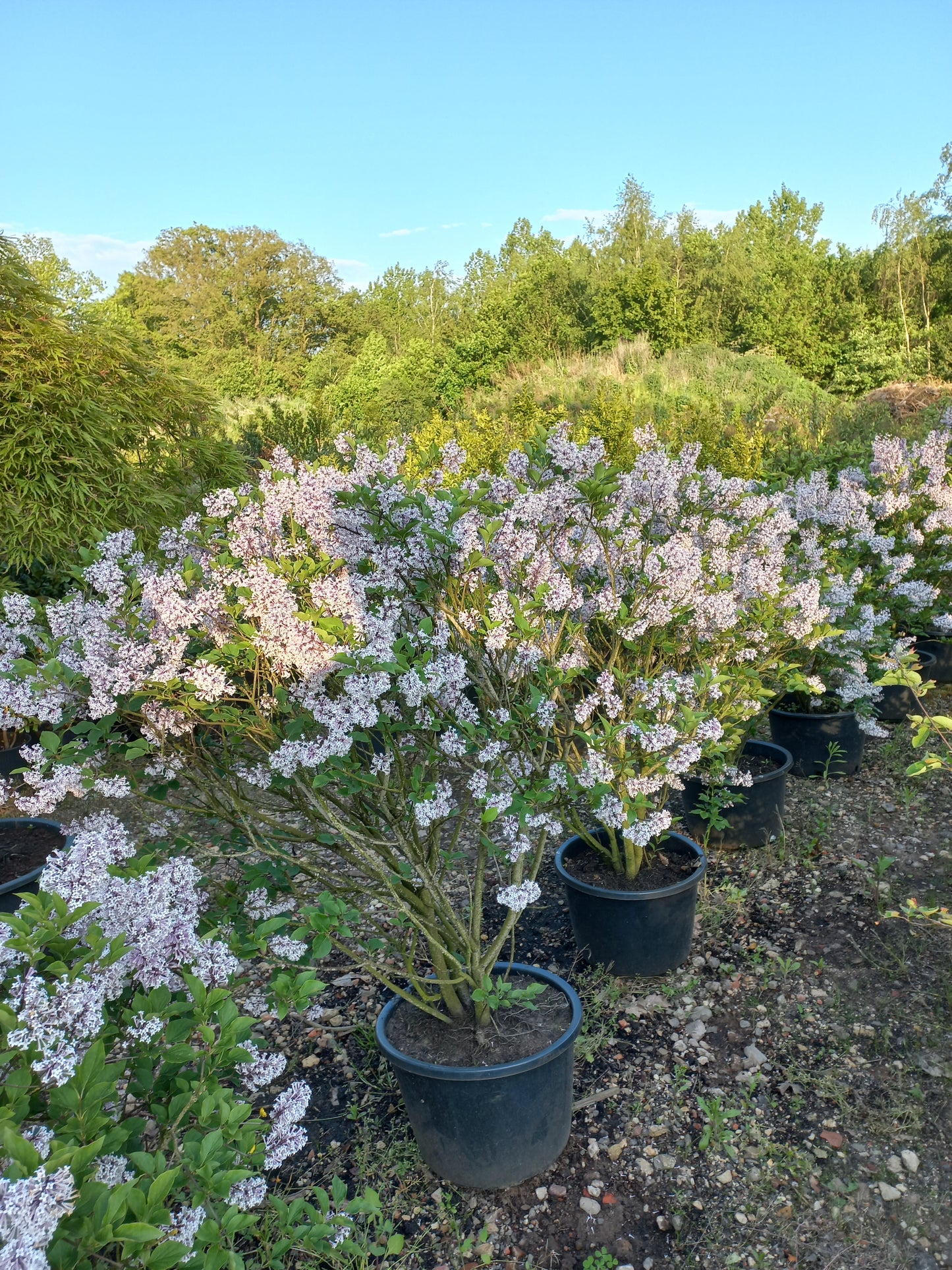 Sering Syringa