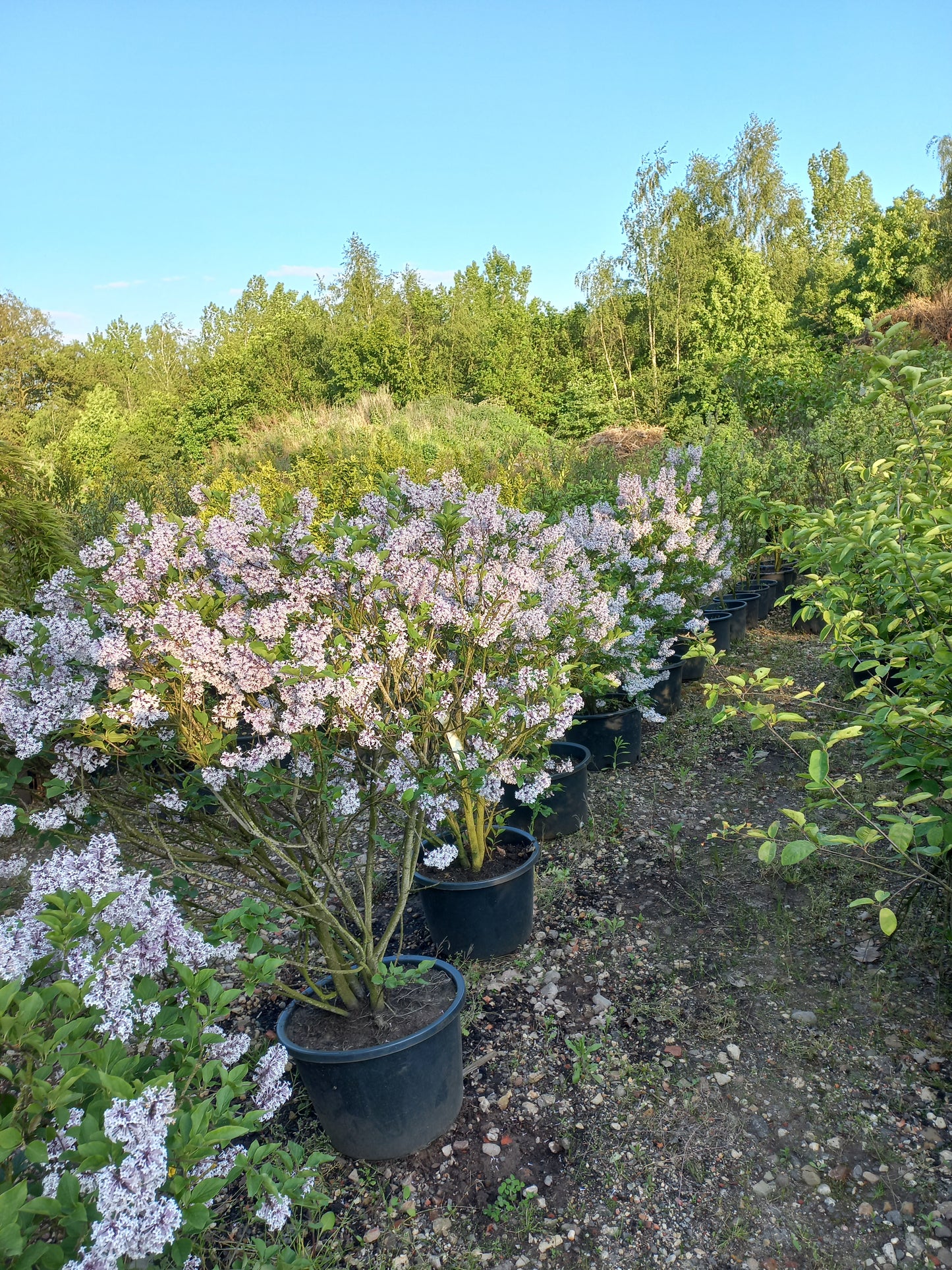 Sering Syringa