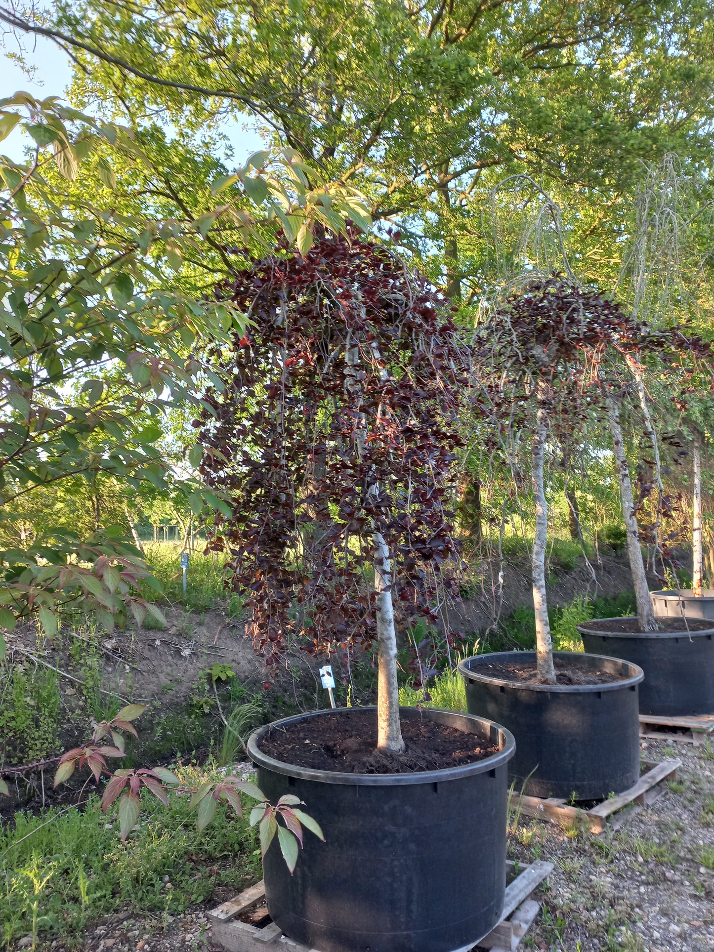 Fagus sylvatica atropurpurea pendula treurbeuk
