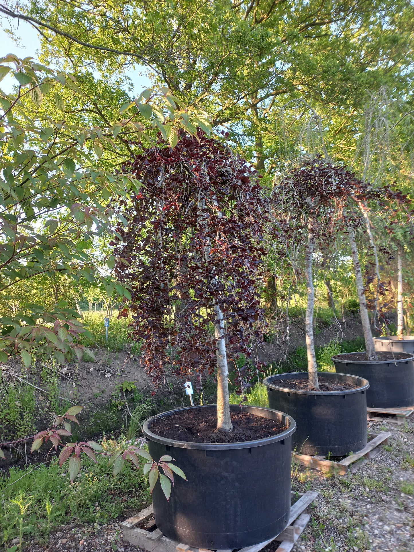 Fagus sylvatica atropurpurea pendula treurbeuk