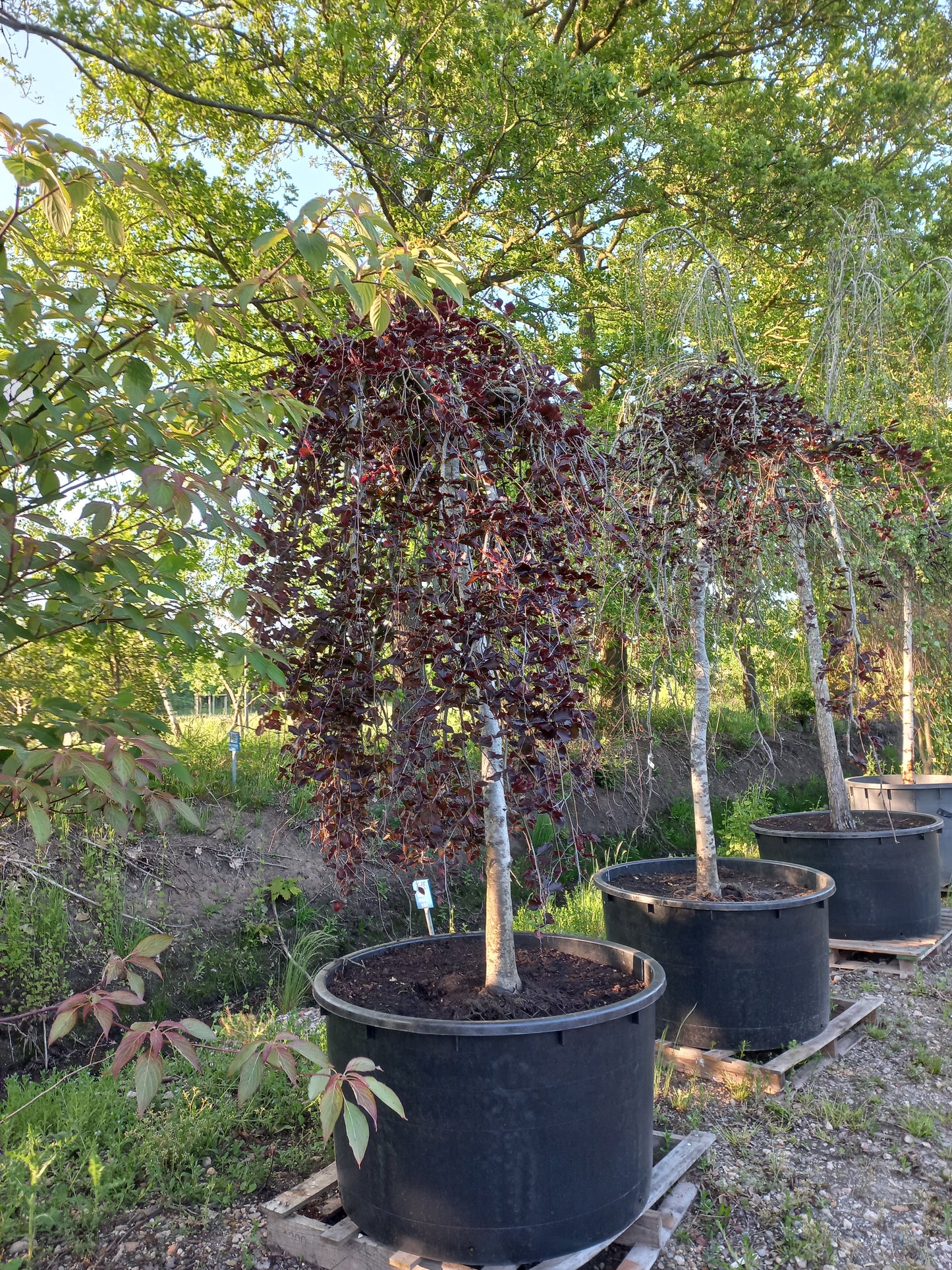 Fagus sylvatica atropurpurea pendula treurbeuk