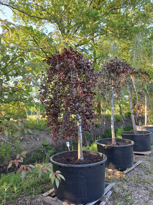 Fagus sylvatica atropurpurea pendula treurbeuk