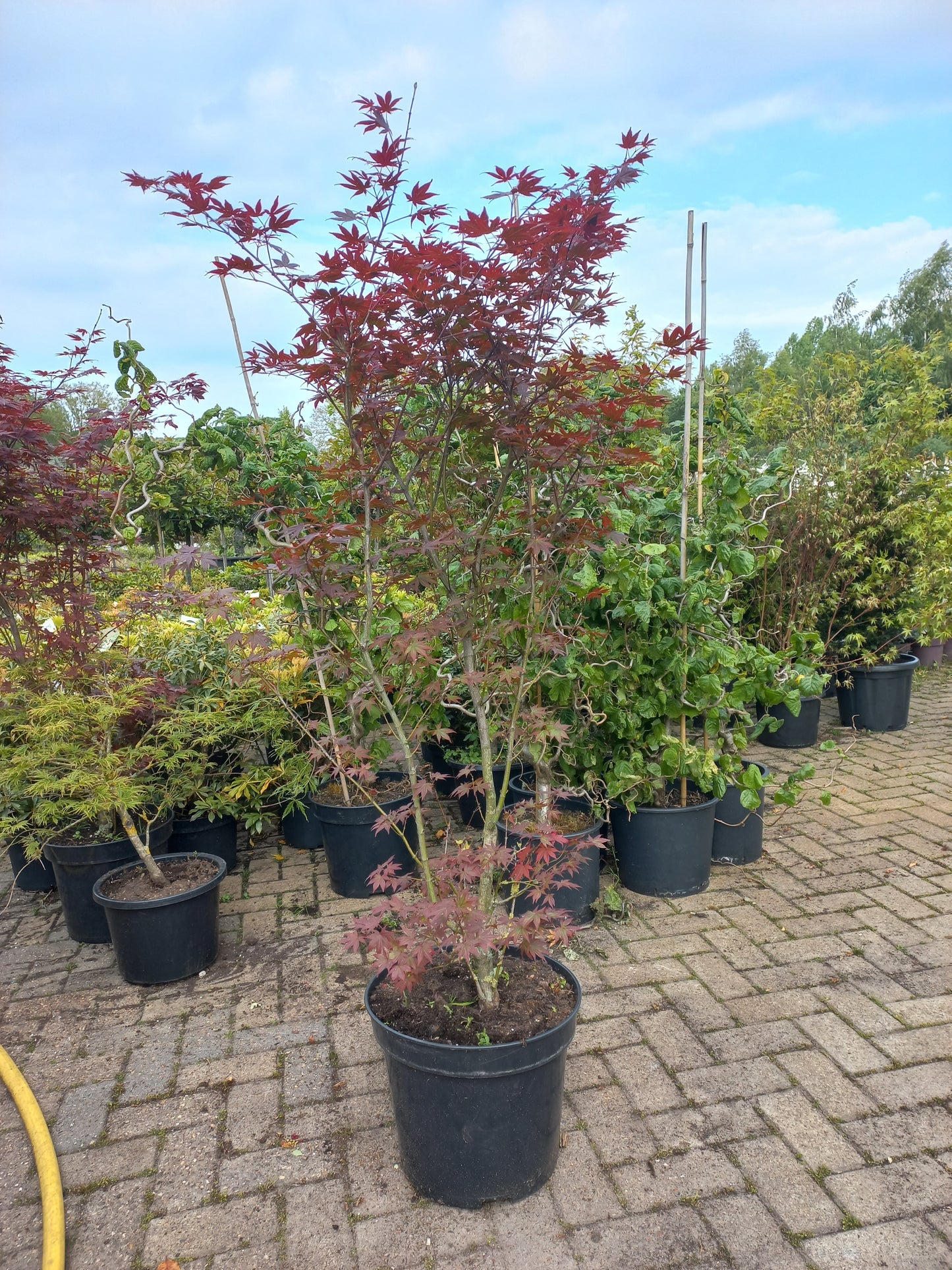 Acer palmatum Atropurpureum Japanse esdoorn