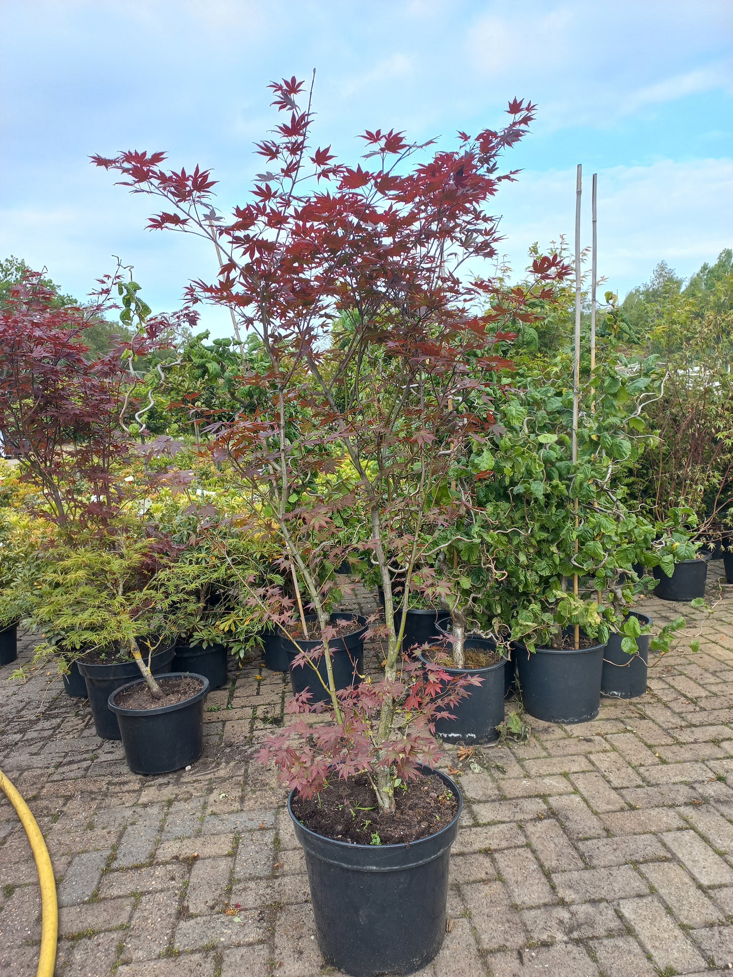 Acer palmatum Atropurpureum Japanse esdoorn