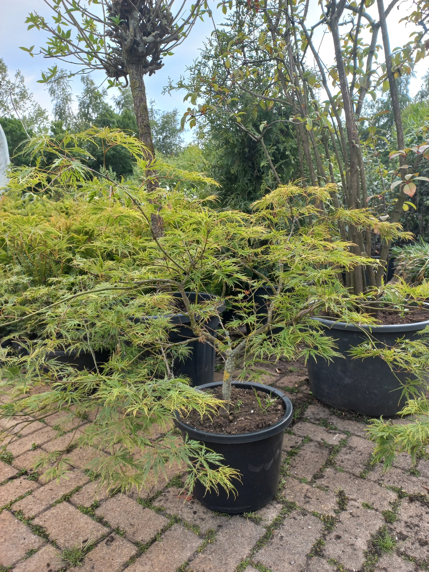 Acer palmatum "Dissectum" Japanse esdoorn
